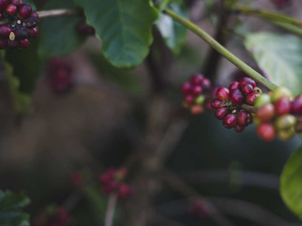 Jak se mění produkce kávy na Kubě